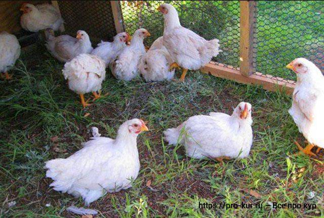 Кормление цыплят бройлеров: быстрый рост птицы в домашних условиях