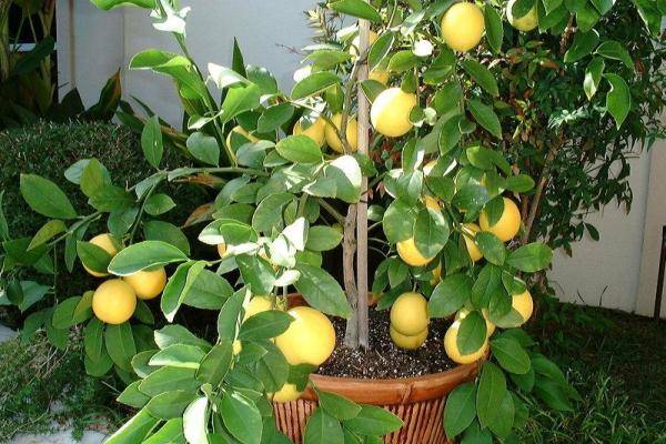 Выращиваем комнатный лимон: правила ухода в домашних условиях