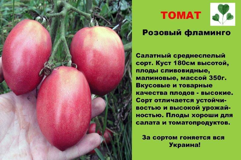 Томат розовый фламинго: описание сорта, отзывы, фото, характеристика | tomatland.ru