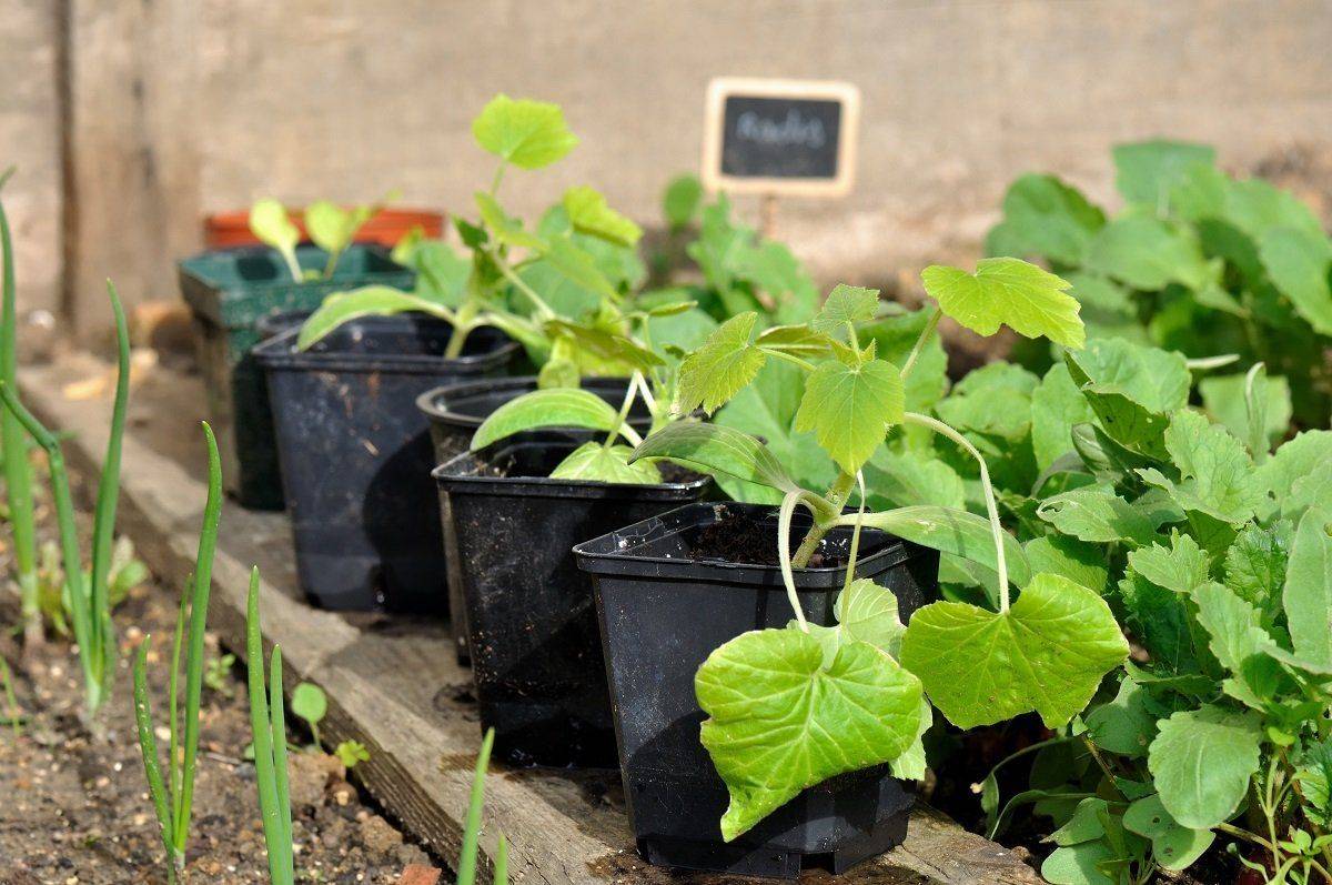 Кабачок: выращивание из семян рассадой, посадка и уход и в открытом грунте, фото