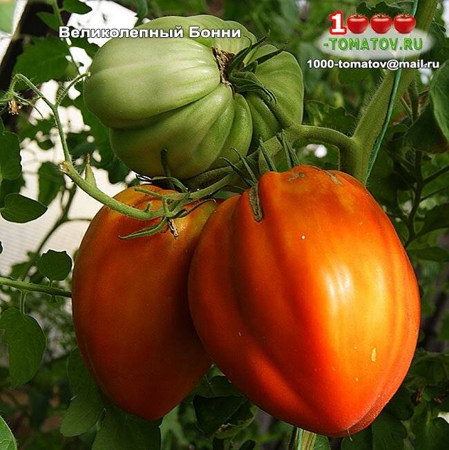 Большие плоды с сахарным вкусом — томат любимец: полное описание сорта