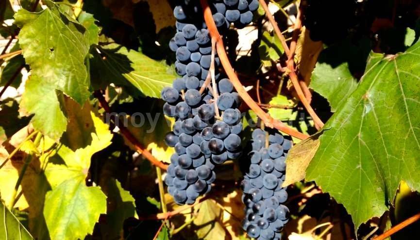 Виноград изабелла: описание сорта, фото, отзывы, видео