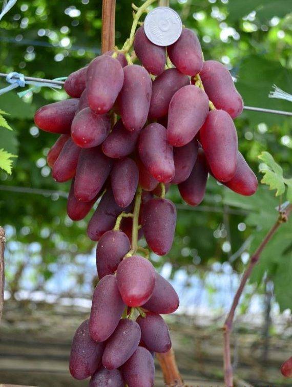 Описание винограда ягуар - fermerblog1