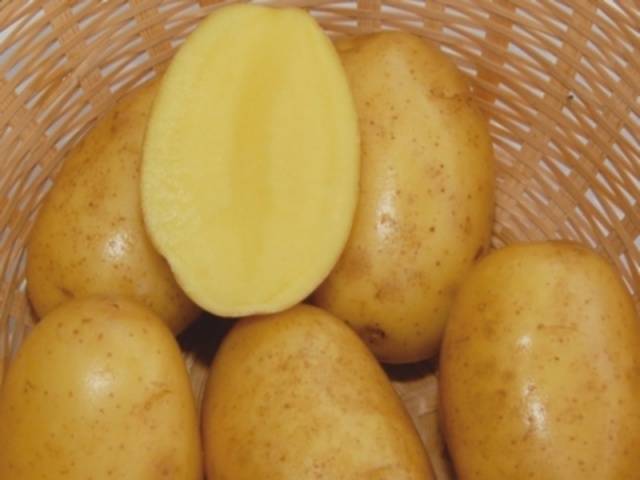 Картофель «лабадия» (11 фото): характеристика и описание сорта, вкусовые качества и отзывы