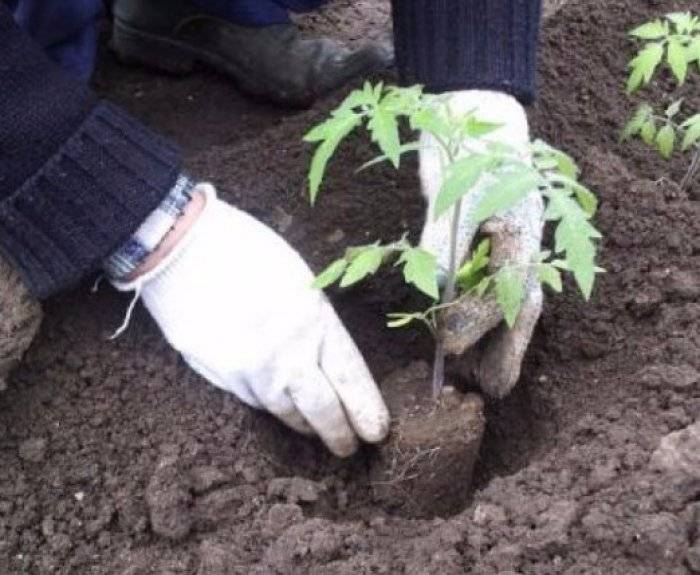 5 простых правил высадки рассады томатов в открытый грунт. когда и как высаживать рассаду, как защитить от заморозков. фото — ботаничка.ru