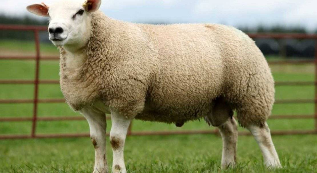 Порода овец тексель: описание, характеристика, фото