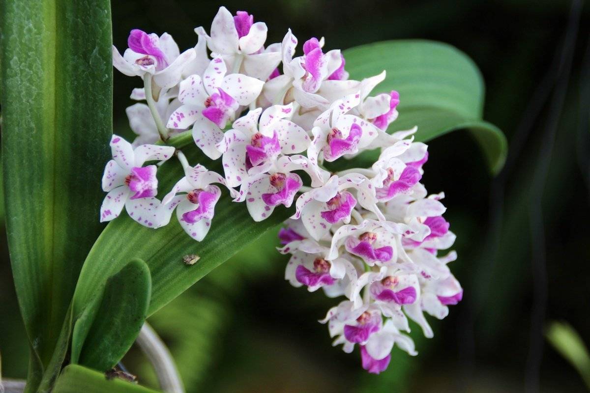 Необыкновенные крупноцветковые орхидеи: различные виды и сорта
