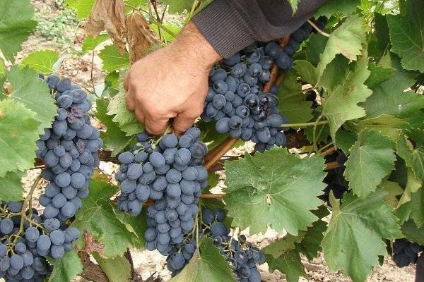 Лучшие молдавские сорта винограда