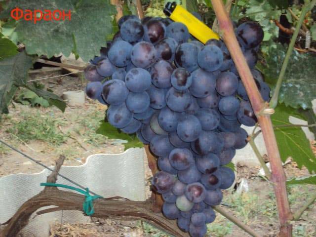 Описание сорта винограда новый подарок запорожью: фото и отзывы | vinograd-loza