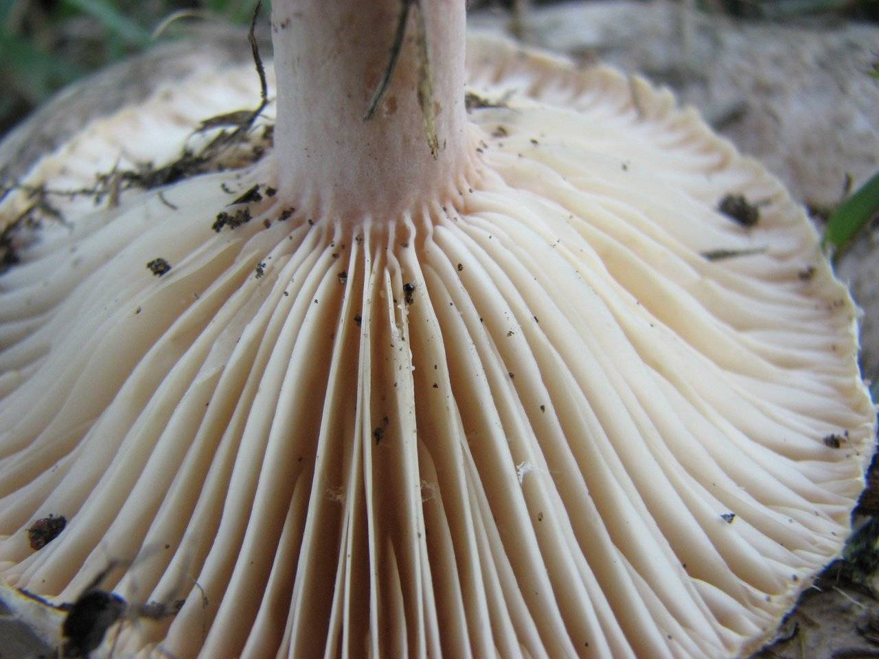Пластинчатый гриб похожий на белый гриб. пластинчатые грибы: фото съедобных с описанием