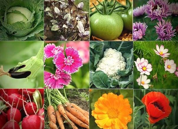 Севооборот на огороде: таблица овощных культур, фото и видео