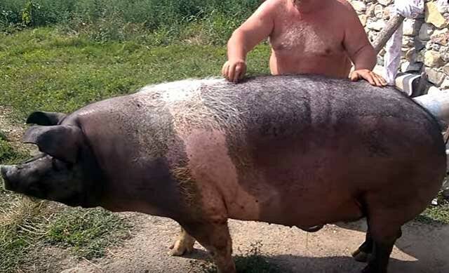 Сколько весит свинья: средний вес, выход мяса свинины от живого веса, таблица по размерам