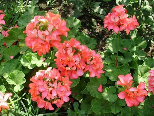 Все о пеларгонии зонартик от посадки до цветения: описание, выращивание дома, размножение и болезни