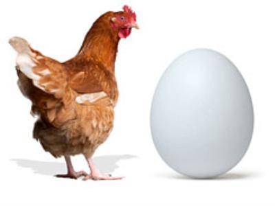 Сколько дней курица высиживает яйца: описание, фото- и видеообзор