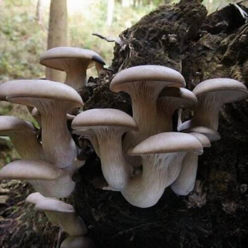 Виды белых грибов с фото, названиями и описаниями