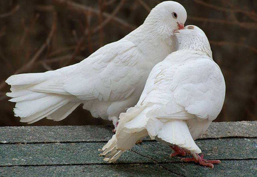 Разведение и содержание голубей в домашних условиях для начинающих