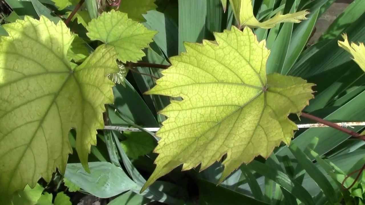 Желтеют листья винограда: как найти причину и что делать с кустом