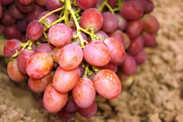 Описание сорта винограда Рубиной юбилей и его характеристика