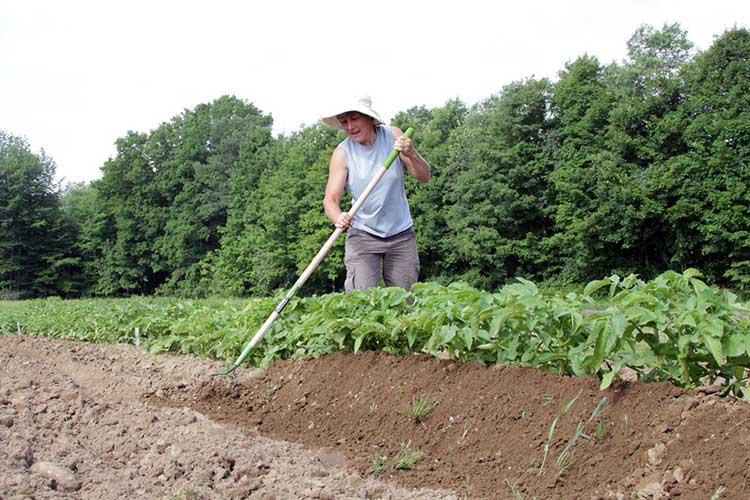 Правильно окучиваем картофель — советы опытных огородников