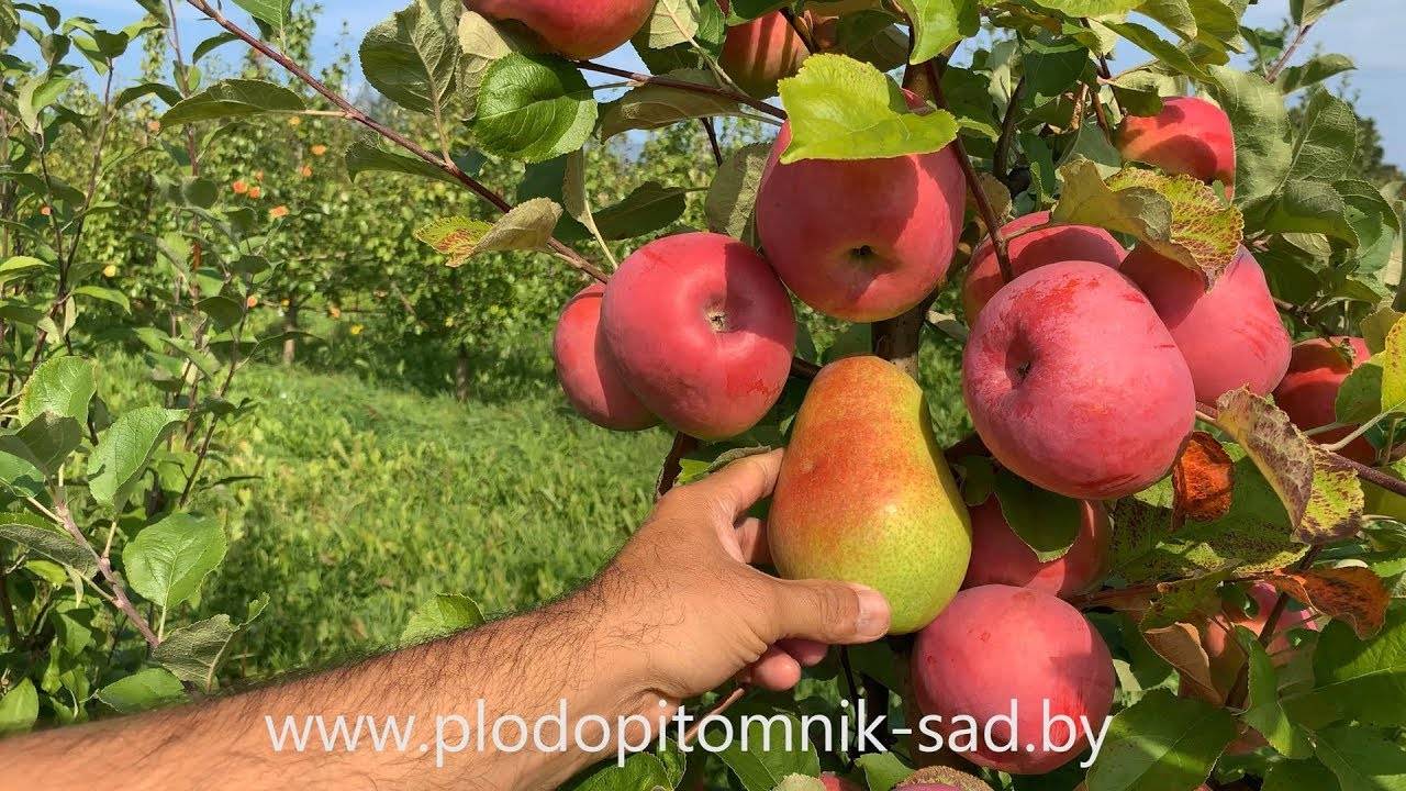Сорт яблони брянское золотистое: описание, фото