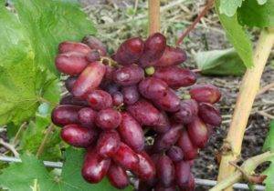 Описание сорта винограда "изюминка": выращивание, посадка и отзывы об уходе