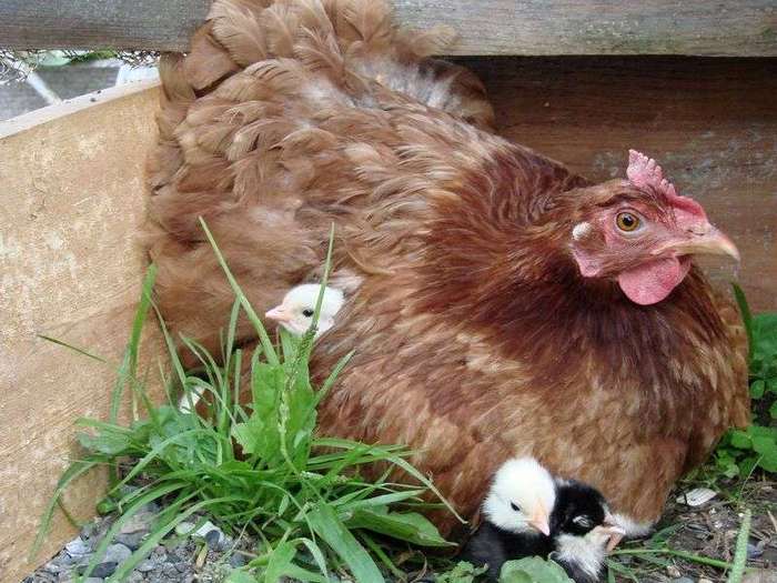 Сколько курица высиживает яйцо до цыпленка: уход за наседкой