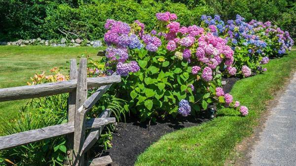 Гортензия садовая: посадка и уход в открытом грунте, фото, почва когда пересаживать цветы весной selo.guru — интернет портал о сельском хозяйстве