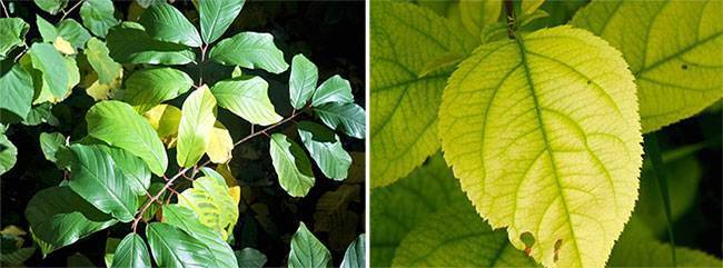 Как правильно лечить разные виды хлороза у растений, препараты и профилактика