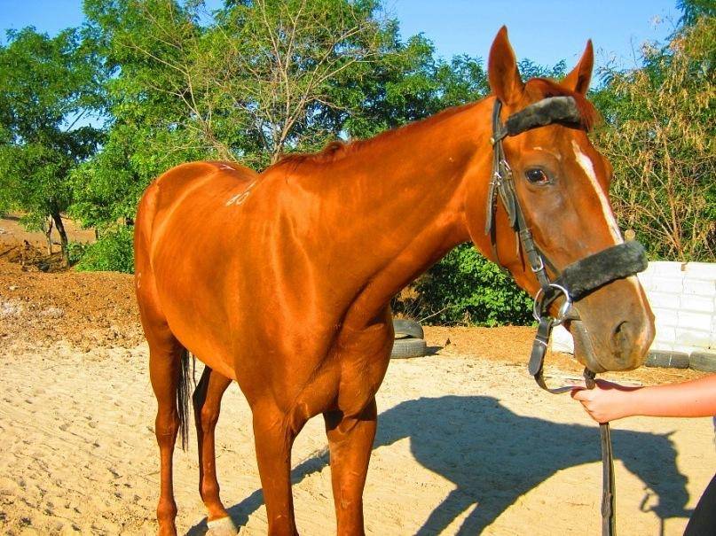 Саврасая масть лошади: фото, описание, отличительные черты, оттенки, характеристика
