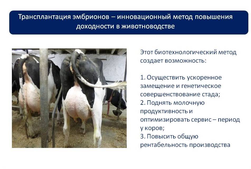 Осеменение коров: способы и рекомендации. искусственное осеменение коров: техника