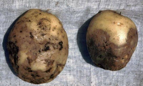 Гнили картофеля: почему гниёт картофель, меры защиты и борьбы