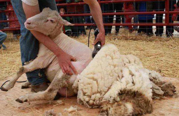 Машинка для стрижки овец: как выбрать, заточка и уход