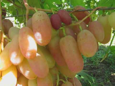 Виноград рута: описание и характеристики сорта, особенности выращивания и ухода