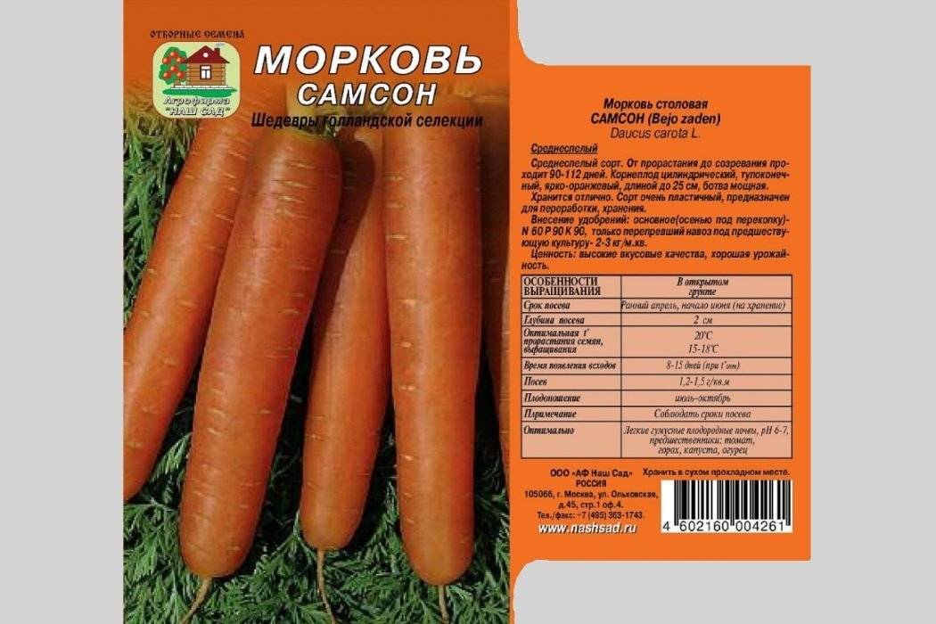 Морковь самсон: описание и характеристики сорта, советы по посадке и уходу