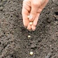 Секреты успешной посадки гороха: нужно ли замачивать семена
