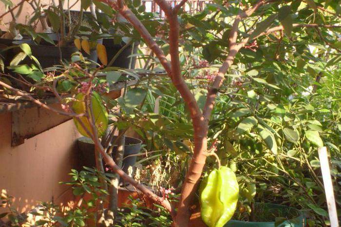 Билимби: польза, вред, как едят плоды огуречного дерева, рецепты