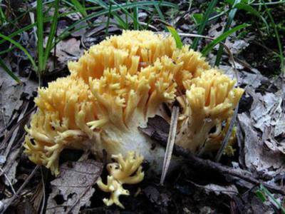 Описание гриба оленьи рожки (рогатика желтого), места распространения