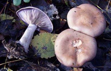 Плодовое тело гриба: что это такое, из чего состоит, строение
