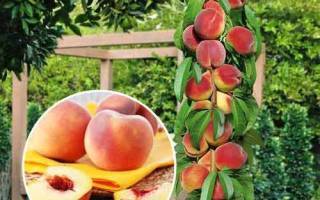 Как вырастить персик в средней полосе