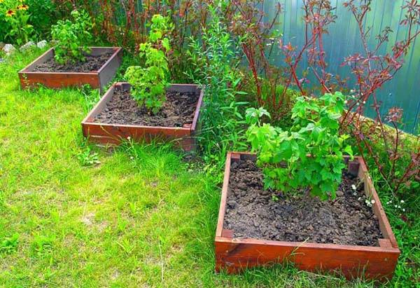 Как правильно посадить смородину черную осенью - пошаговая инструкция
