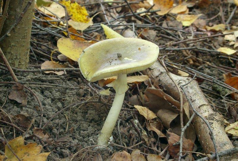Осторожно, ядовитые грибы: подборка самых известных видов
