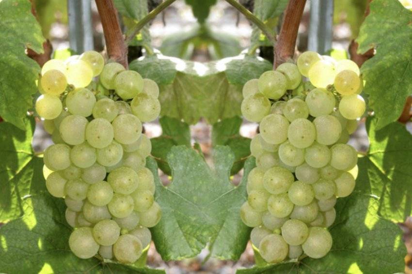 Солярис – немецкое чудо российских виноградников