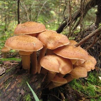 Где искать грибы в ленобласти в июле :: 
новости