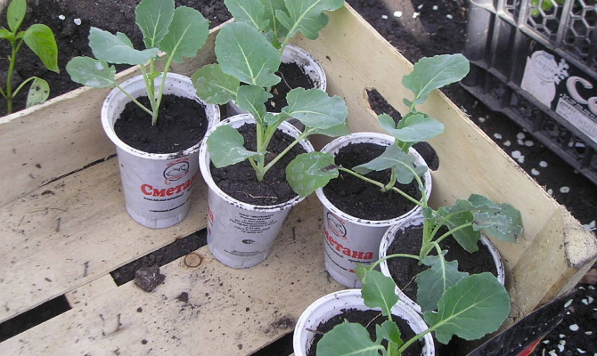 Как вырастить рассаду капусты - три лучших способа