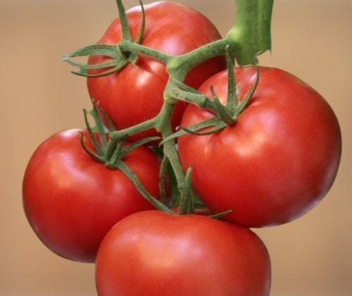 Характеристика и отзывы о сорте томатов Андромеда