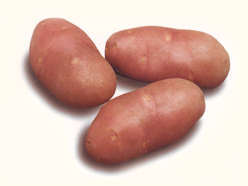 Лучшие сибирские сорта картофеля и полезные советы по их выращиванию