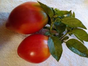 Характеристика и описание сорта томатов «белый налив»