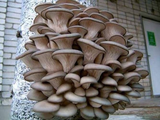 Как выращивать грибы вешенки в домашних условиях: технология и уход