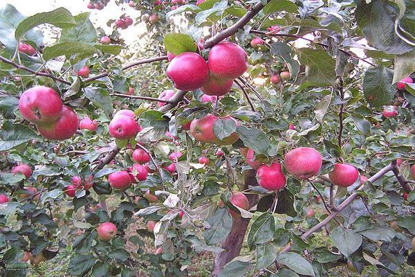 Новичок в садах: яблоня веньяминовское, описание и отзывы о сорте