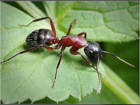 Народные методы и не только: как избавиться от муравьев в теплице